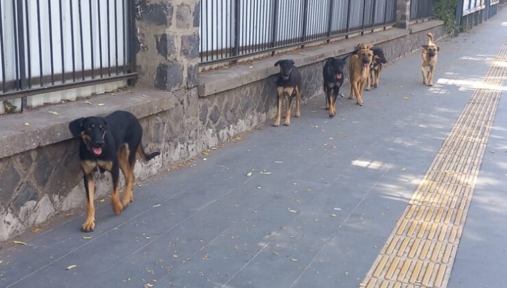 Diyarbakır’da sürü halinde gezen köpekler korku yaşattı
