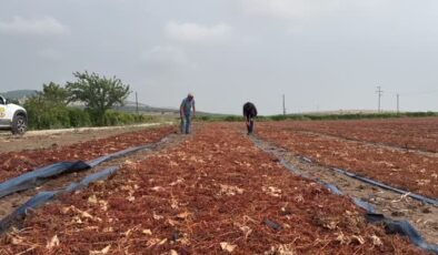 Sağanak üzüm sergilerinde hasara neden oldu
