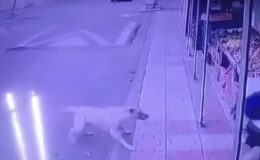 Sahipsiz köpeğin öğrenciye saldırısı kamerada