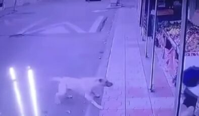 Sahipsiz köpeğin öğrenciye saldırısı kamerada