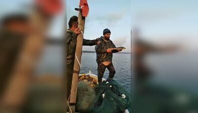 Balıkçı, ağına takılan mersin balığını tekrar denize bıraktı
