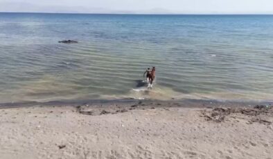 Van Gölü’nün tuzlu suyu şampiyon atlara form kazandırıyor