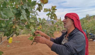 Siirt’te fıstık hasadı, çiftçilerin yüzünü güldürdü