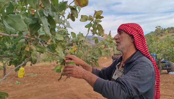 Siirt’te fıstık hasadı, çiftçilerin yüzünü güldürdü