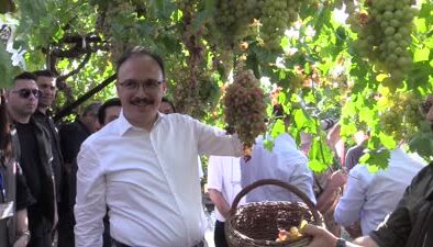 Siirt’te tayfi üzüm hasadı başladı, ilk ihracat Avustralya’ya
