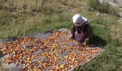 Hakkari’de üreticiler, kurutmalık mesaisine başladı