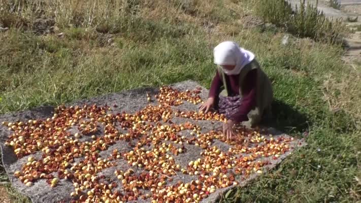 Hakkari’de üreticiler, kurutmalık mesaisine başladı