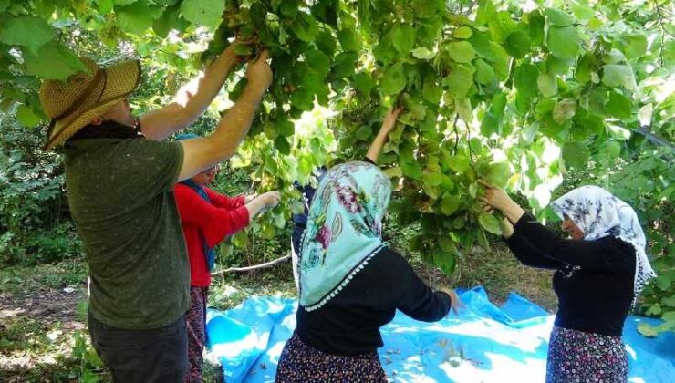 Van Gevaş’ta ‘olmaz’ denilen fındığın hasadına başlandı