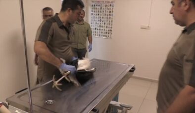 Yaralı leylekler tedavi sonrası baharda doğaya dönecek