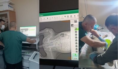 Yavru köpeği kurtarmak için seferber oldular