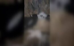 Yıldırım düşmesi sonucu 20 keçi ve 1 köpek telef oldu