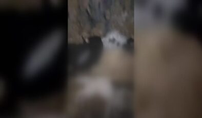 Yıldırım düşmesi sonucu 20 keçi ve 1 köpek telef oldu