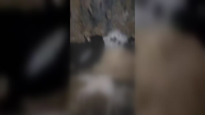 Yıldırım düşmesi sonucu 20 keçi ve 1 köpek telef oldu