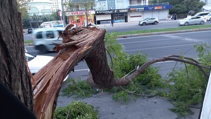 Diyarbakır’da şiddetli rüzgar ağaçları devirdi