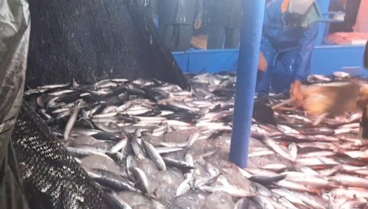 Balıkçıların ağları palamut ve istavrit ile doldu