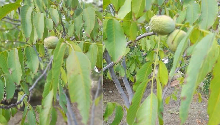 Kulp ilçesinde ağaçtaki cevizler kurudu