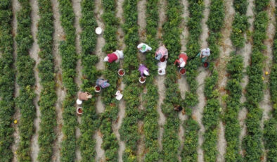 Tescilli “Çukurören biberi”nde kurutma mesaisi başladı