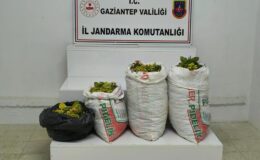 Fıstık hırsızlığı şüphelisi 2 şahıs tutuklandı