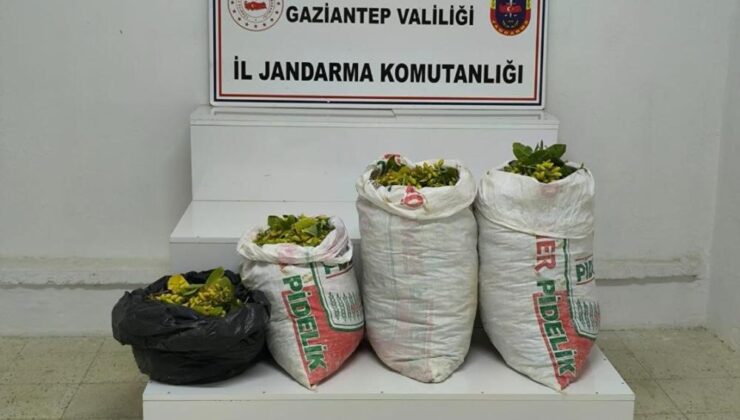 Fıstık hırsızlığı şüphelisi 2 şahıs tutuklandı