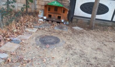 Diyarbakırlı vatandaşlardan kedi evleri talebi