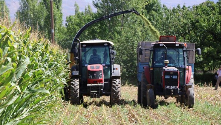 Erzincan’da silajlık mısırın hasadı yapılıyor