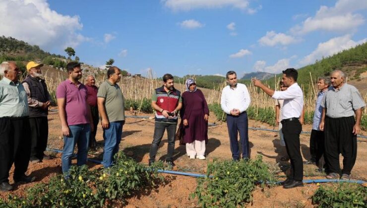 Muhtar, dağlık ve susuz bölgede domates yetiştirdi