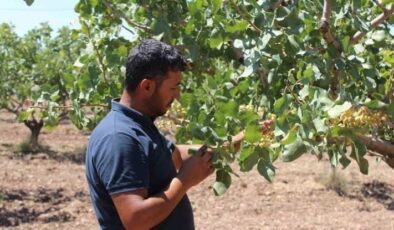 Siirt’te 2025 Üretim Yılı Çiftçi Kayıt Sistemi başvuruları başladı