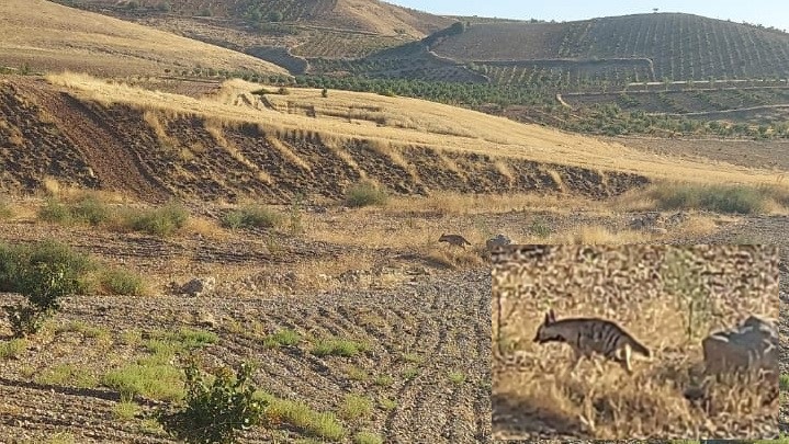 Çizgili sırtlan cep telefonlarıyla görüntülendi