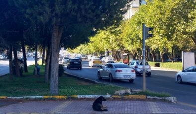 Başıboş sokak köpekleri sorun oluşturmaya devam ediyor