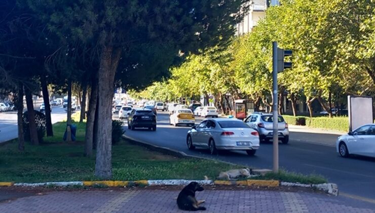 Başıboş sokak köpekleri sorun oluşturmaya devam ediyor