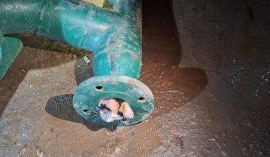 Su borusuna sıkışan yavru kedi kurtarıldı