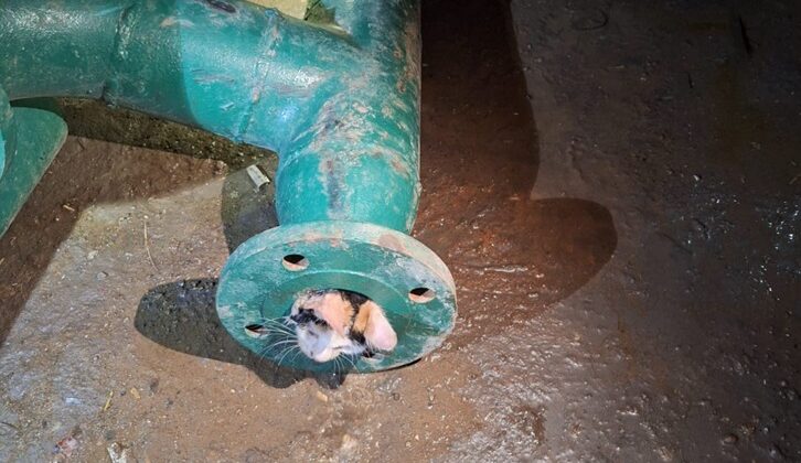 Su borusuna sıkışan yavru kedi kurtarıldı