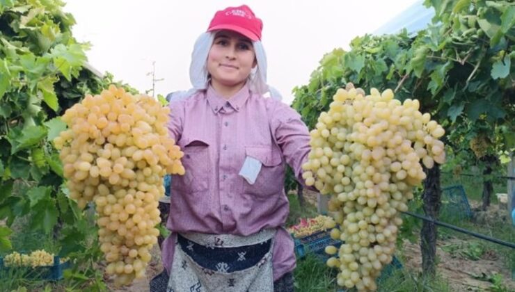 İki salkım üzüm bir kasayı dolduruyor