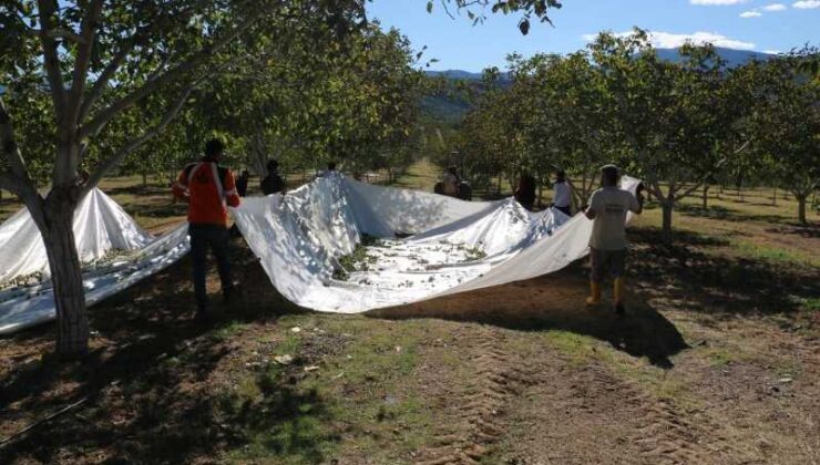 1400 dekarlık alanda 35 bin ceviz ağacı dikildi