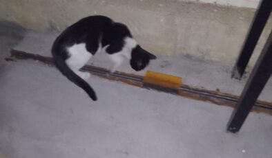 Kırkayağı avlamaya çalışan kedi komik görüntülere sahne oldu