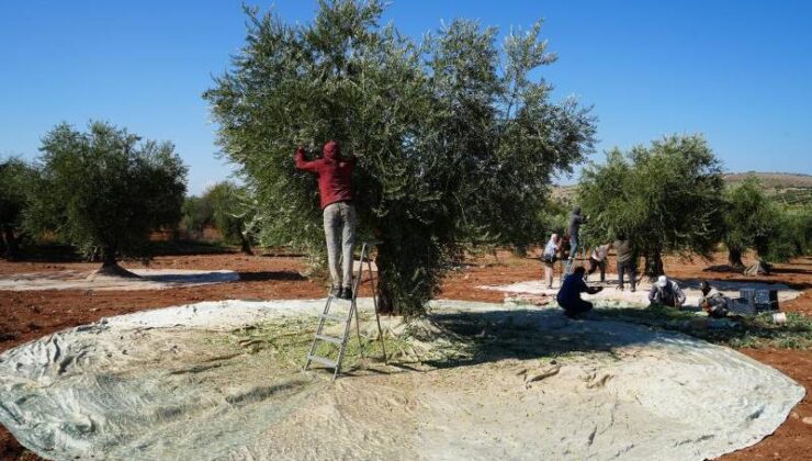 Kilis’te zeytinde erken hasat başladı: Soğuk sıkım zeytinyağı üretimi