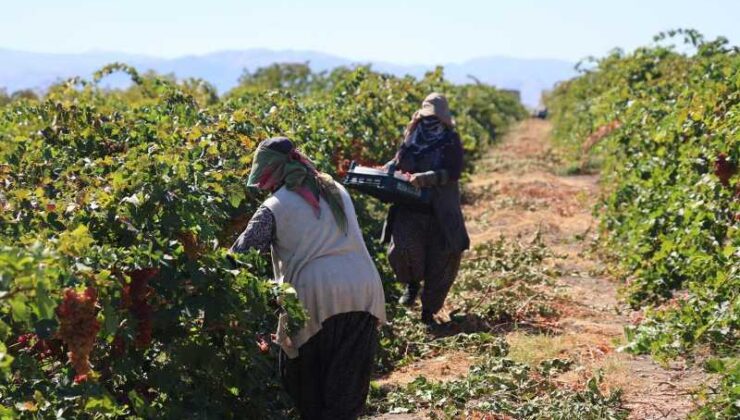 Elazığ’da bağbozumu başladı: Üzüm hasadı tüm hızıyla devam ediyor