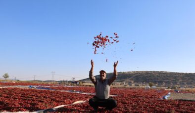 En acı hasat: Maraş biberinde üretim 50 bin ton