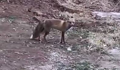 Aç kalan tilki, Elazığ sokaklarında yiyecek aradı
