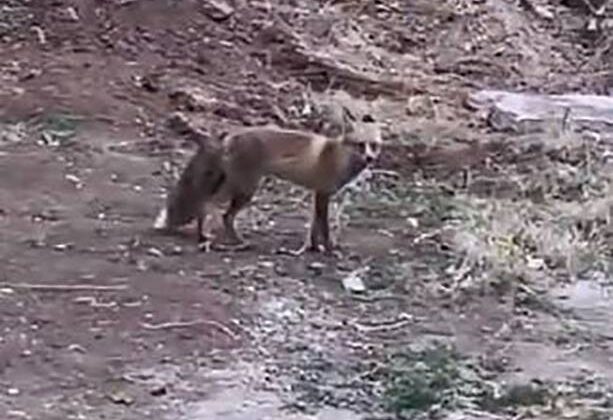Aç kalan tilki, Elazığ sokaklarında yiyecek aradı
