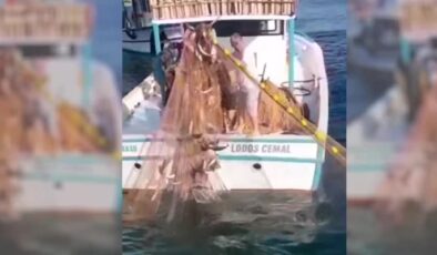 Palamut bereketi balıkçıları sevince boğdu