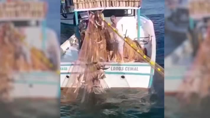 Palamut bereketi balıkçıları sevince boğdu