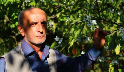 Amasya’da kiraz ağaçları ekimde çiçek açtı, üretici şaşkın