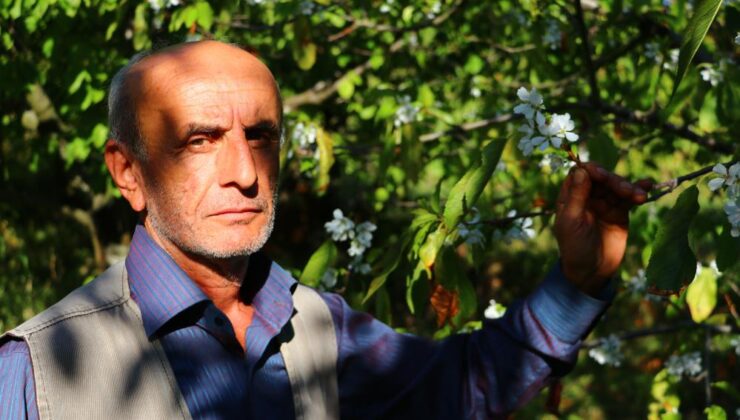 Amasya’da kiraz ağaçları ekimde çiçek açtı, üretici şaşkın