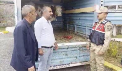 Ardahan’da çalınan büyükbaş hayvan Kars’ta bulundu