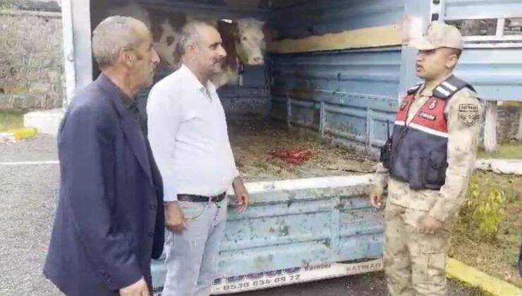 Ardahan’da çalınan büyükbaş hayvan Kars’ta bulundu