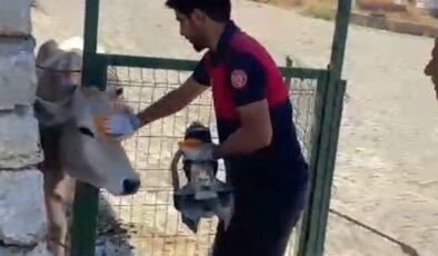Demir kapıya sıkışan inek kurtarıldı