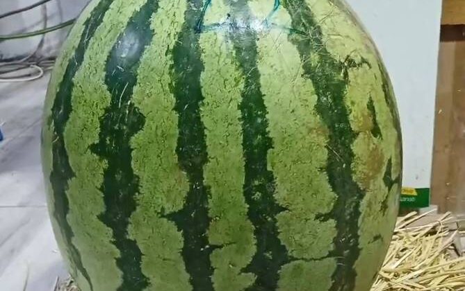 Batman’ın dev karpuzu Diyarbakır’a rakip oldu