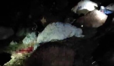 Bingöl’de yıldırım düşmesi sonucu 30 küçükbaş hayvan telef oldu