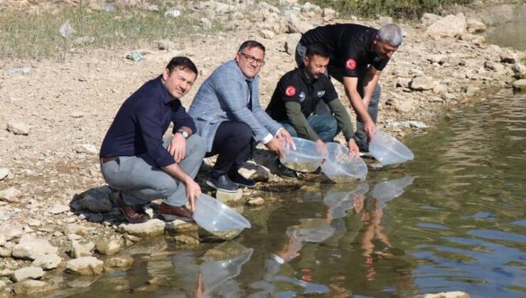 Dicle ilçesindeki Kralkızı Barajı’na 100 bin pullu sazan yavrusu bırakıldı
